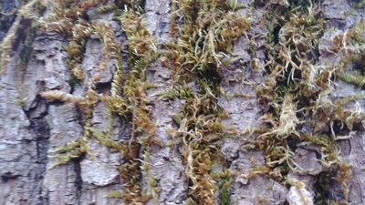 Homalothecium nuttallii, photographed by Fern