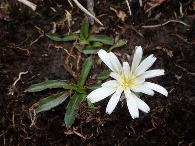Hypochaeris sessiliflora, photographed by Nolan Exe