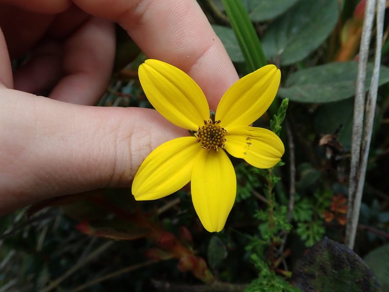 Bidens triplinervia, photographed by Nolan Exe