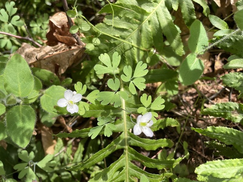 Enemion occidentale, photographed by Amelia Tauber