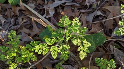 Chaerophyllum tainturieri, photographed by Joseph Aubert