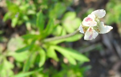 Anemone berlandieri, photographed by saltyhiker