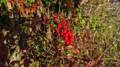 Nandina domestica, photographed by Joseph Aubert