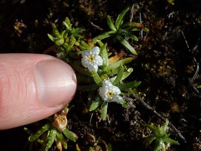 Plagiobothrys linifolius, photographed by Nolan Exe