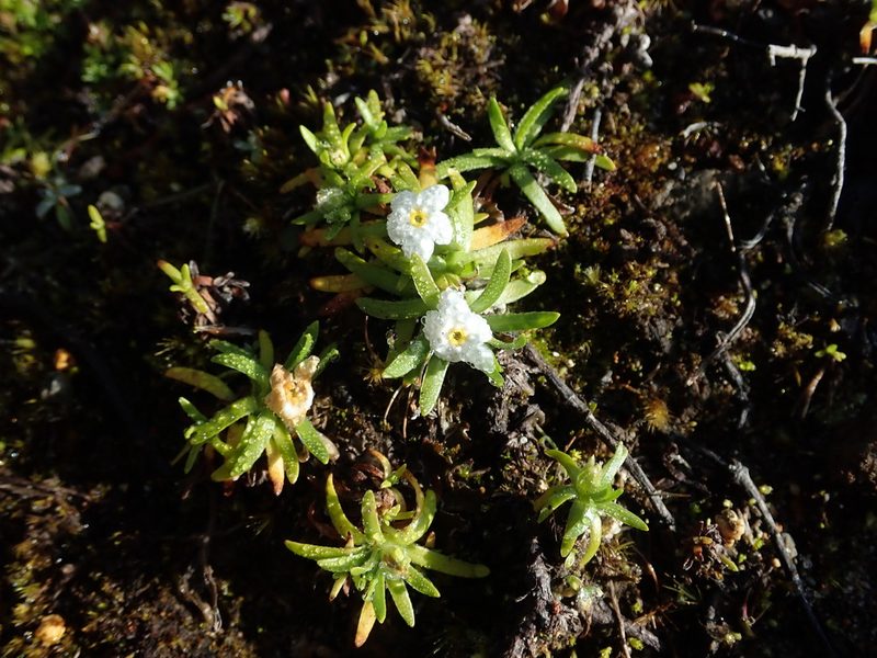 Plagiobothrys linifolius, photographed by Nolan Exe
