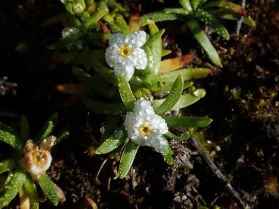 Plagiobothrys linifolius, photographed by Nolan Exe