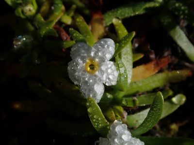 Plagiobothrys linifolius, photographed by Nolan Exe