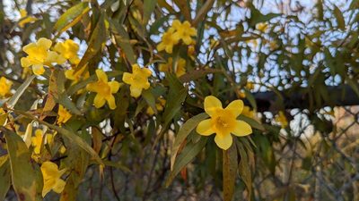 Gelsemium sempervirens, photographed by Joseph Aubert