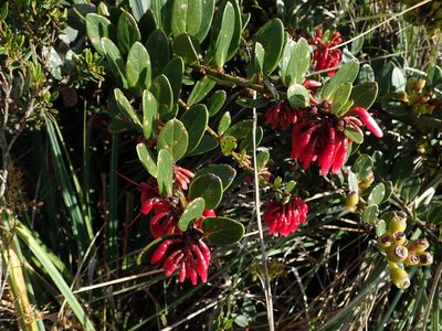 Macleania rupestris, photographed by Nolan Exe