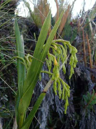 Epidendrum frutex, photographed by Nolan Exe