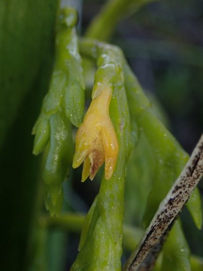 Epidendrum frutex, photographed by Nolan Exe
