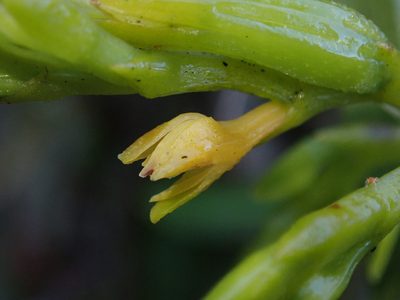 Epidendrum frutex, photographed by Nolan Exe