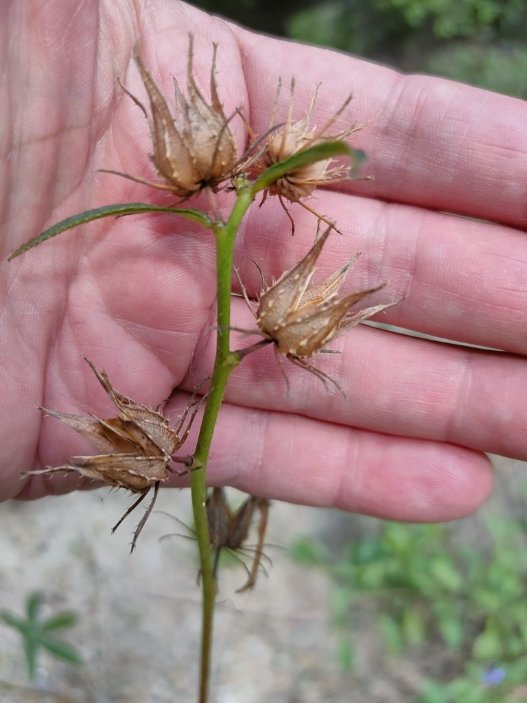 Sabdariffa meraukensis, photographed by Tony van Kampen
