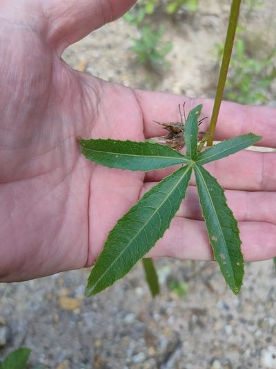 Sabdariffa meraukensis, photographed by Tony van Kampen