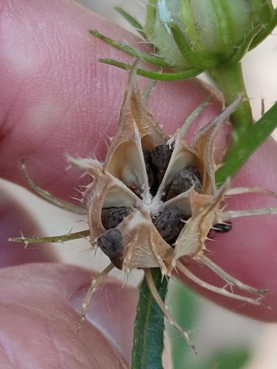 Sabdariffa meraukensis, photographed by Tony van Kampen