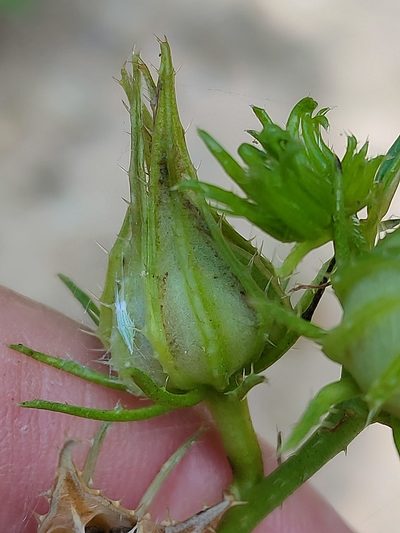 Sabdariffa meraukensis, photographed by Tony van Kampen