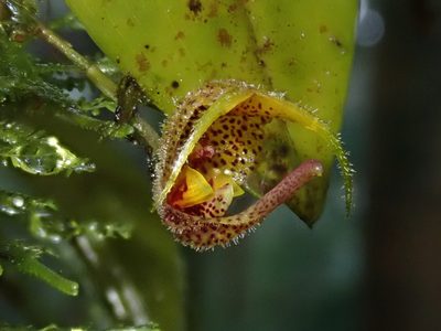 Scaphosepalum beluosum, photographed by Nolan Exe