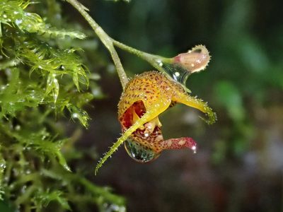 Scaphosepalum beluosum, photographed by Nolan Exe