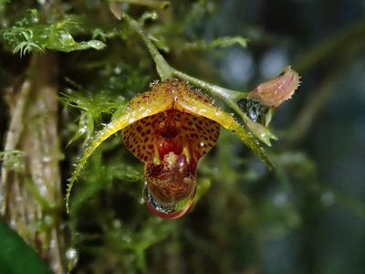 Scaphosepalum beluosum, photographed by Nolan Exe