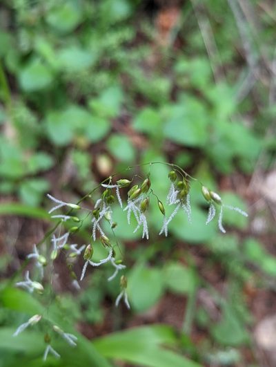 Anthoxanthum occidentale, photographed by My-Lan Le