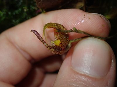 Scaphosepalum beluosum, photographed by Nolan Exe