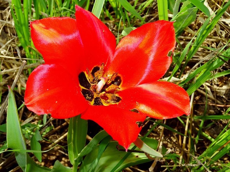 Tulipa fosteriana, photographed by Nasser Halaweh