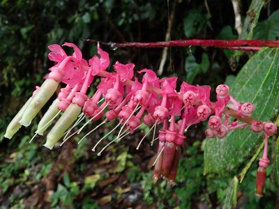 Cavendishia grandifolia, photographed by Nolan Exe