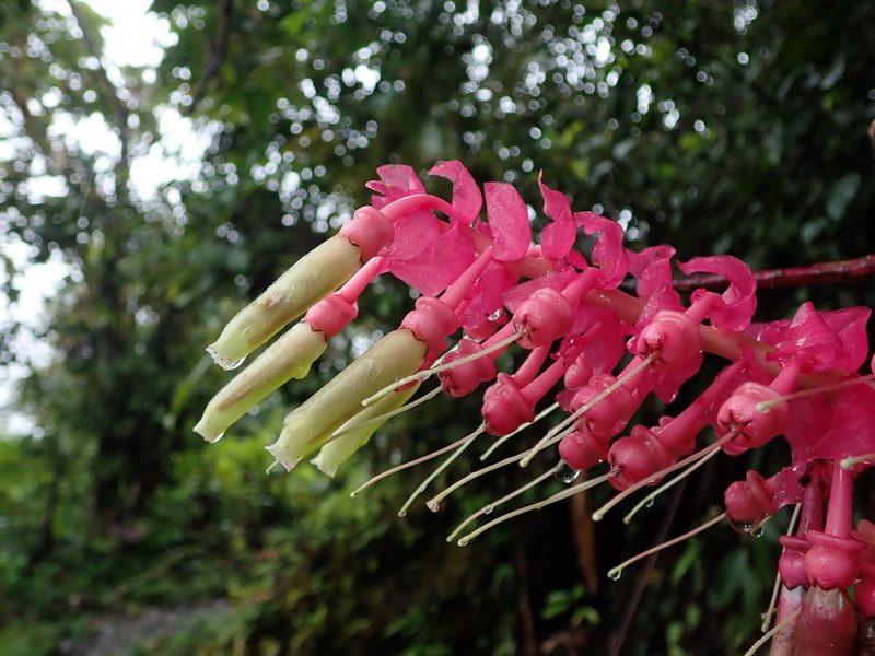 Cavendishia grandifolia, photographed by Nolan Exe