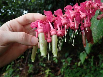 Cavendishia grandifolia, photographed by Nolan Exe