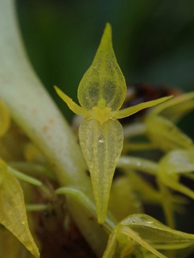 Pleurothallis ruscifolia, photographed by Nolan Exe