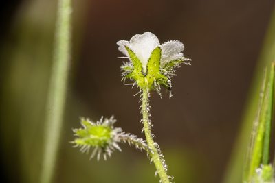 Pholistoma racemosum, photographed by Trevor Van Loon