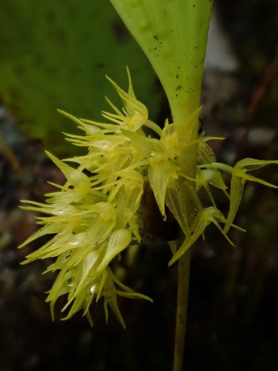 Pleurothallis ruscifolia, photographed by Nolan Exe