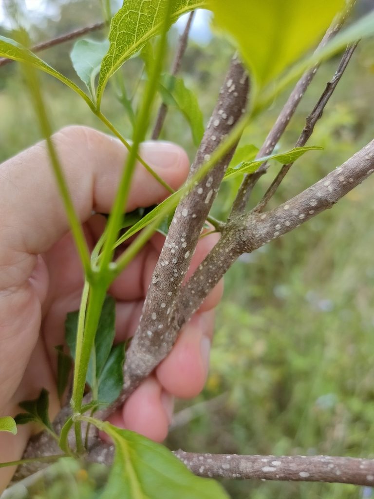 Vitex melicopea, photographed by Tony van Kampen