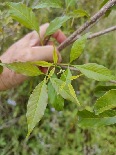 Vitex melicopea, photographed by Tony van Kampen