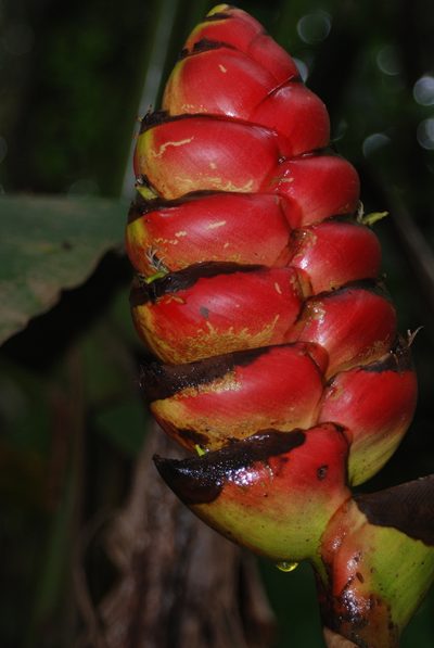 Heliconia imbricata, photographed by Loren Cassin Sackett