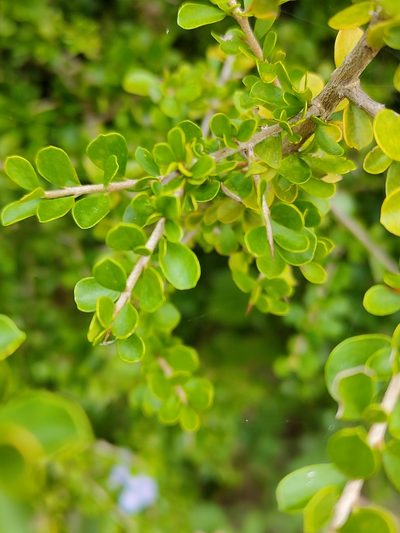 Pittosporum spinescens, photographed by Tony van Kampen