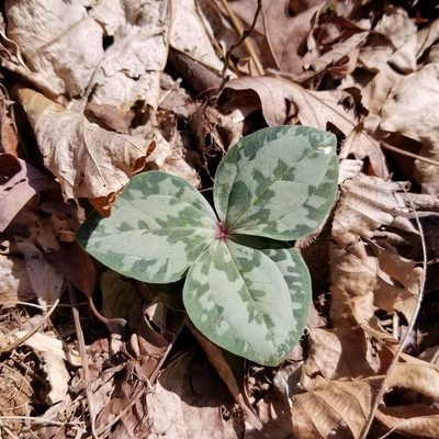 Trillium decumbens, photographed by Daniel McClosky