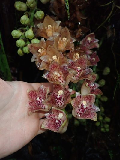 Lycomormium ecuadorense, photographed by Nolan Exe