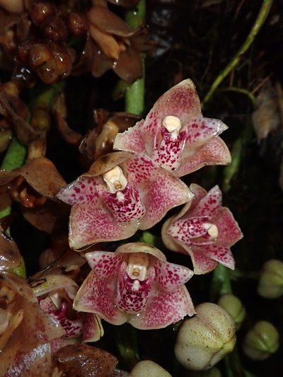 Lycomormium ecuadorense, photographed by Nolan Exe