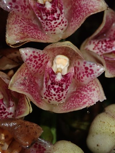 Lycomormium ecuadorense, photographed by Nolan Exe