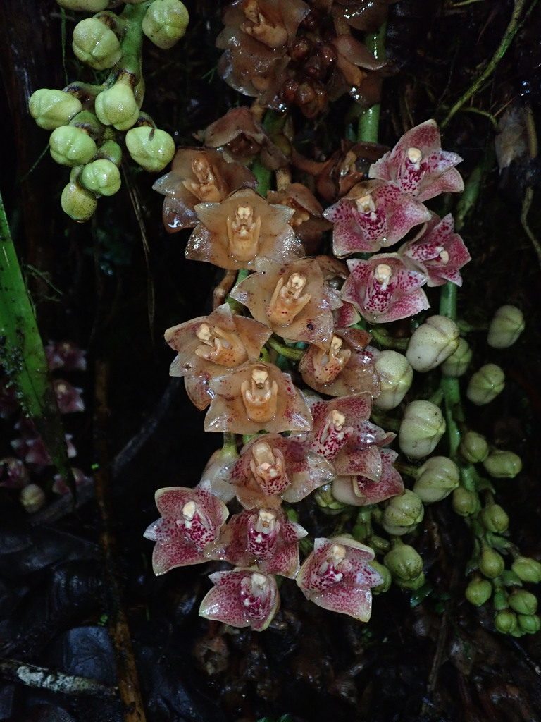 Lycomormium ecuadorense, photographed by Nolan Exe