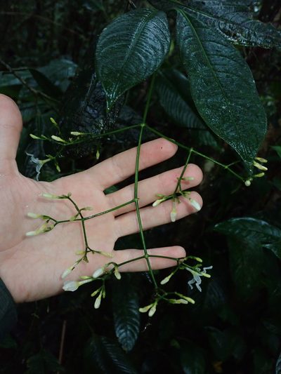 Rudgea pendula, photographed by Nolan Exe