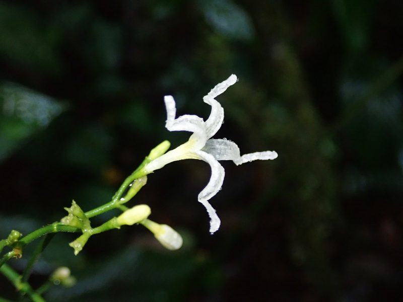 Rudgea pendula, photographed by Nolan Exe