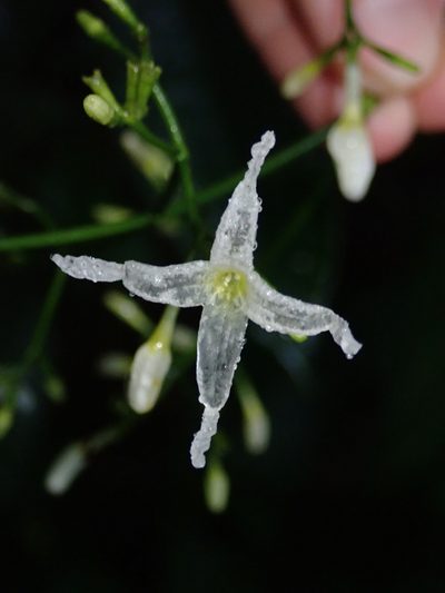 Rudgea pendula, photographed by Nolan Exe
