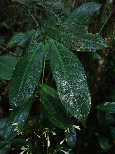 Rudgea pendula, photographed by Nolan Exe