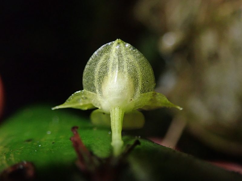 Pleurothallis conicostigma, photographed by Nolan Exe