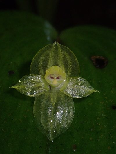 Pleurothallis conicostigma, photographed by Nolan Exe