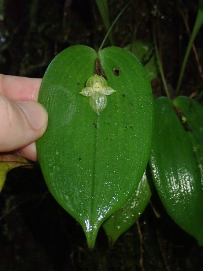 Pleurothallis conicostigma, photographed by Nolan Exe