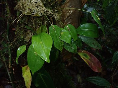 Pleurothallis conicostigma, photographed by Nolan Exe
