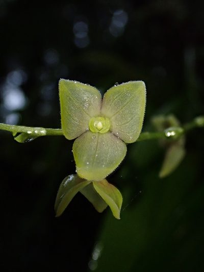 Stelis superbiens, photographed by Nolan Exe